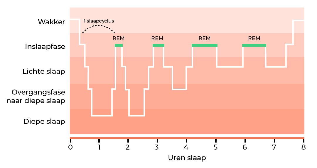 Fases van goede slaap